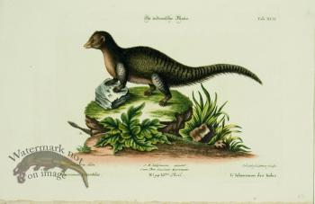 SSM 09 L' Ichneumon des Indes (Indian Ichneumon)